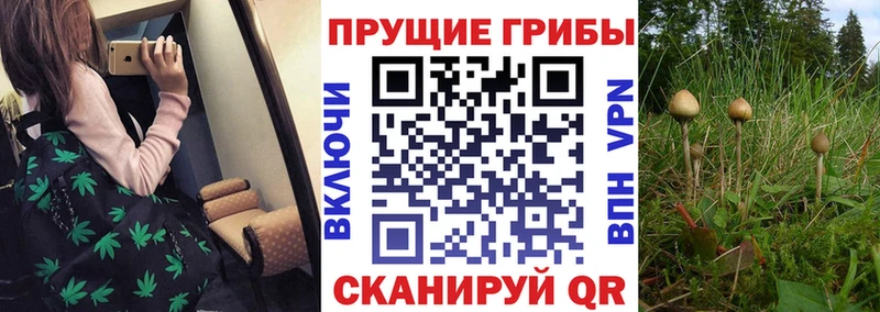 Купить закладки  Вольск  Псилоцибиновые грибы мухоморы 
